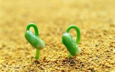 非農作物.jpg 非農作物.jpg